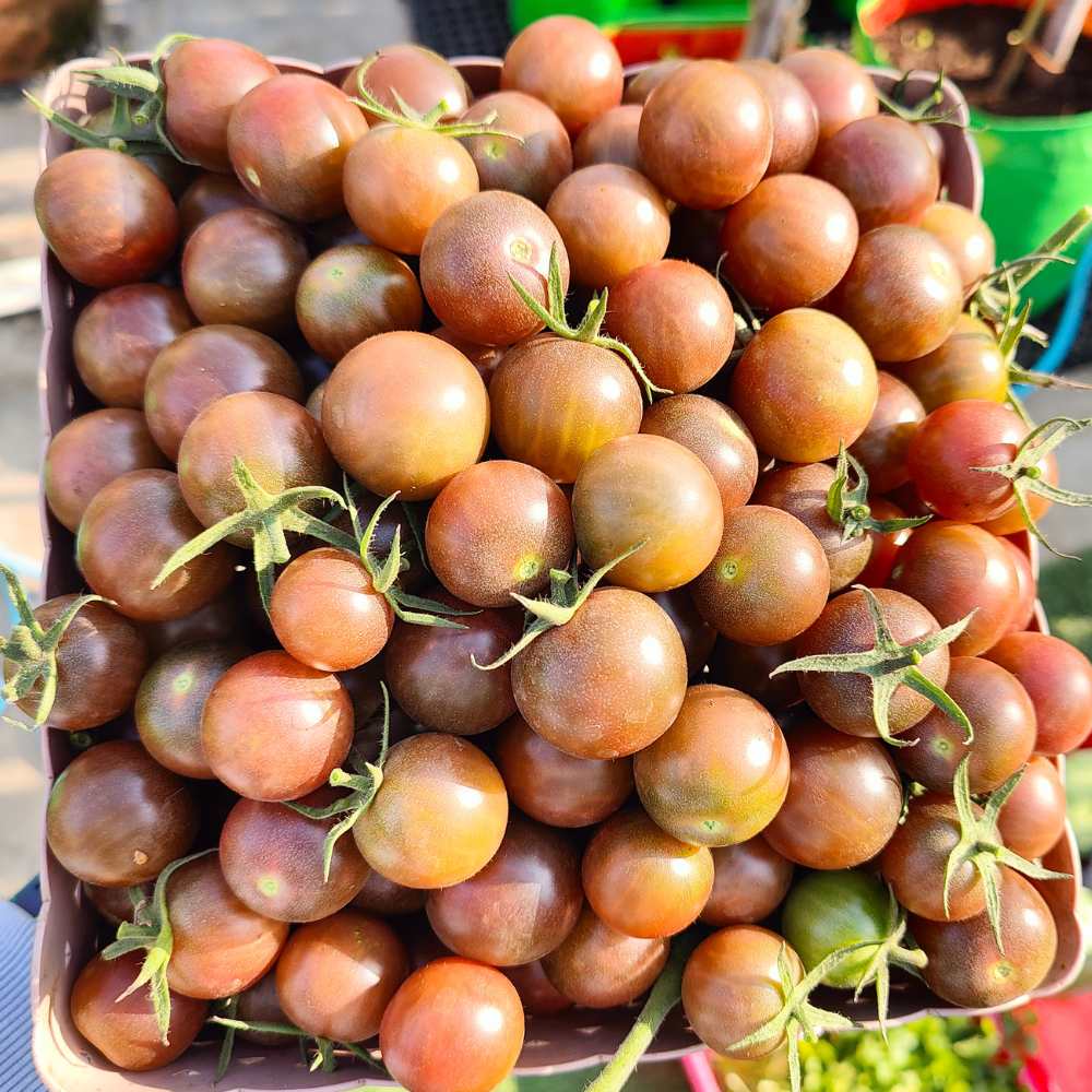 Black Cherry Tomato Seeds (30 Seeds) High Germination/ Easy to Grow/ Ideal for Terrace/Kitchen Gardening