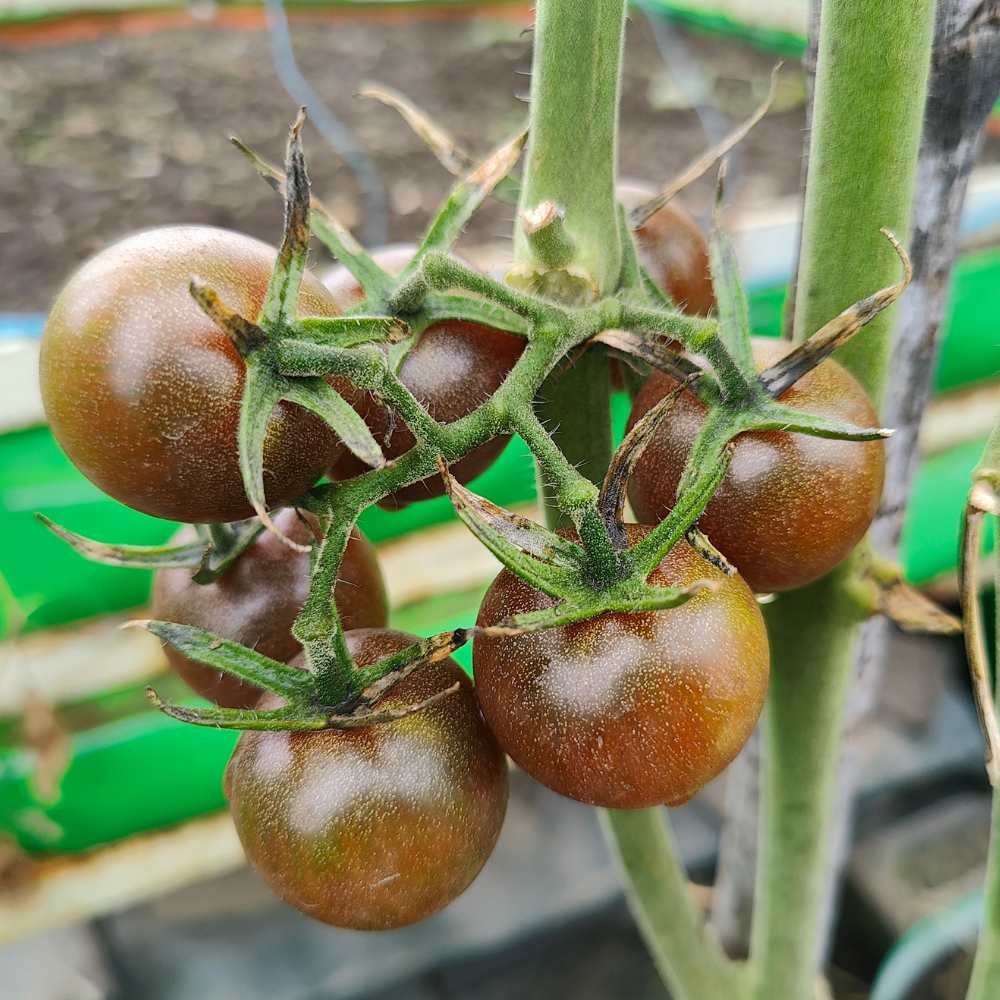 Black Cherry Tomato Seeds (30 Seeds) High Germination/ Easy to Grow/ Ideal for Terrace/Kitchen Gardening