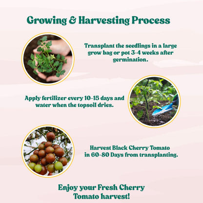 Black Cherry Tomato Seeds (30 Seeds) High Germination/ Easy to Grow/ Ideal for Terrace/Kitchen Gardening