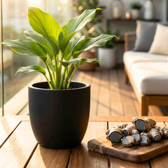 Black Ginger/Kaempferia parviflora Root/Seeds For Planting/Growing/Sowing (200g)