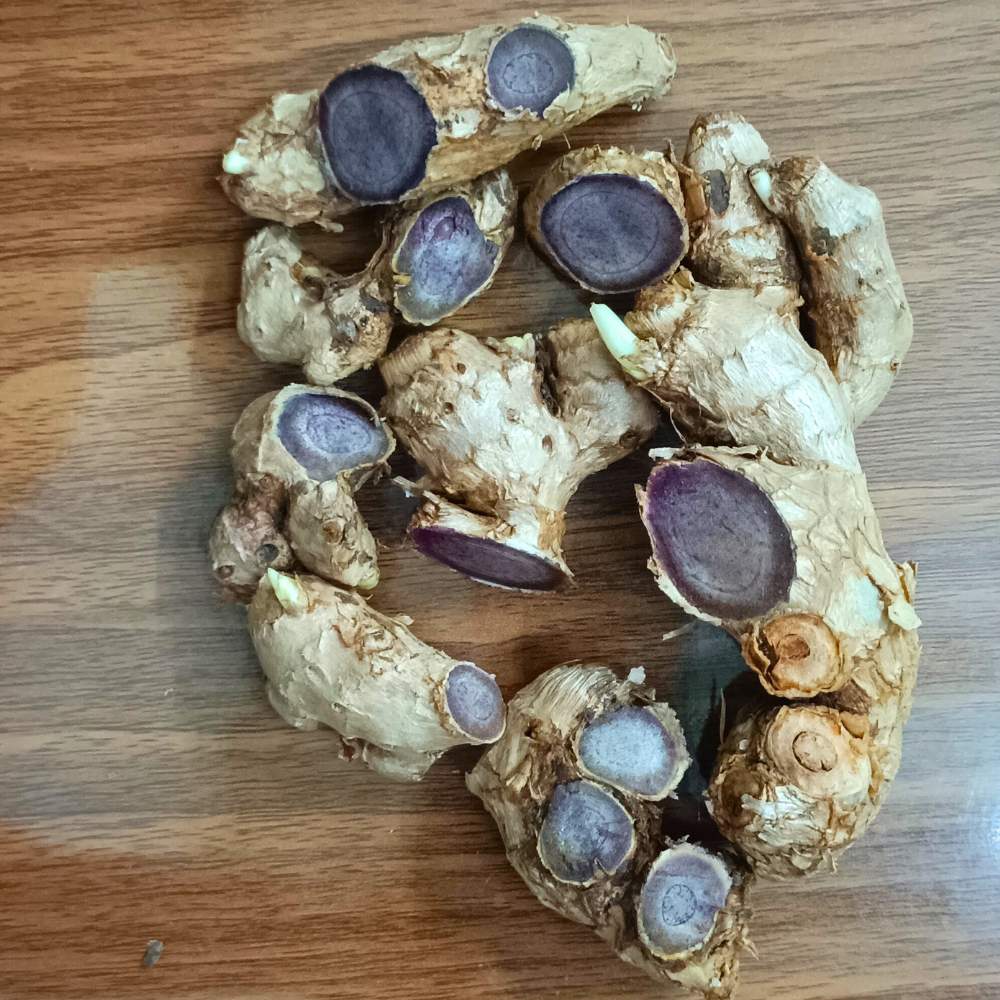 Black Ginger/Kaempferia parviflora Root/Seeds For Planting/Growing/Sowing