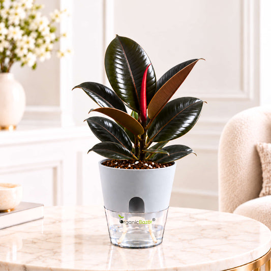 Black Rubber Plant (Ficus Burgundy) Live Plant