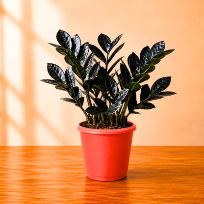 ZZ Plant Black Live Plant | Indoor Air Purifying Ornamental Plant | Ideal for Home & Office