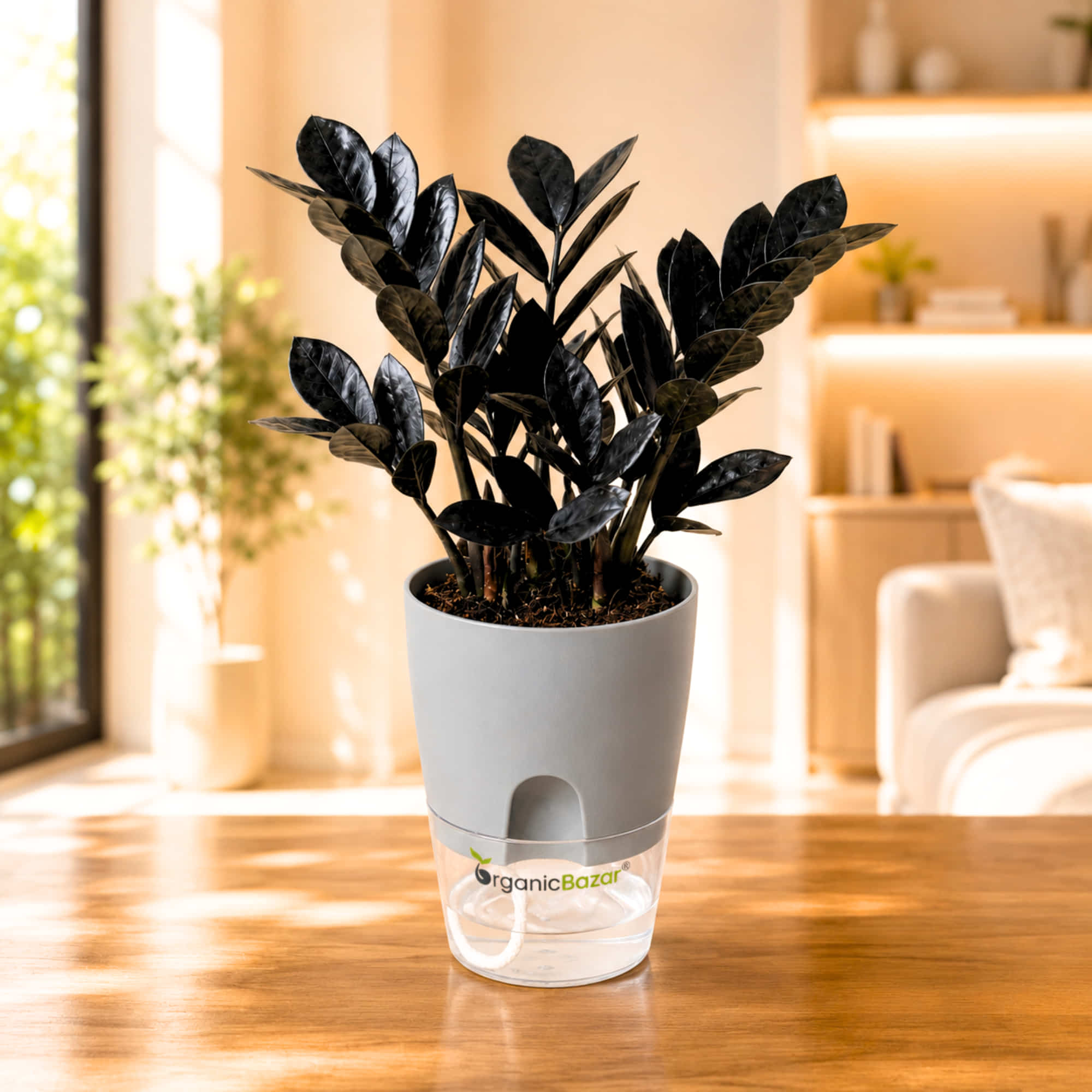 ZZ Plant Black Live Plant Online – OrganicBazar – Organicbazar