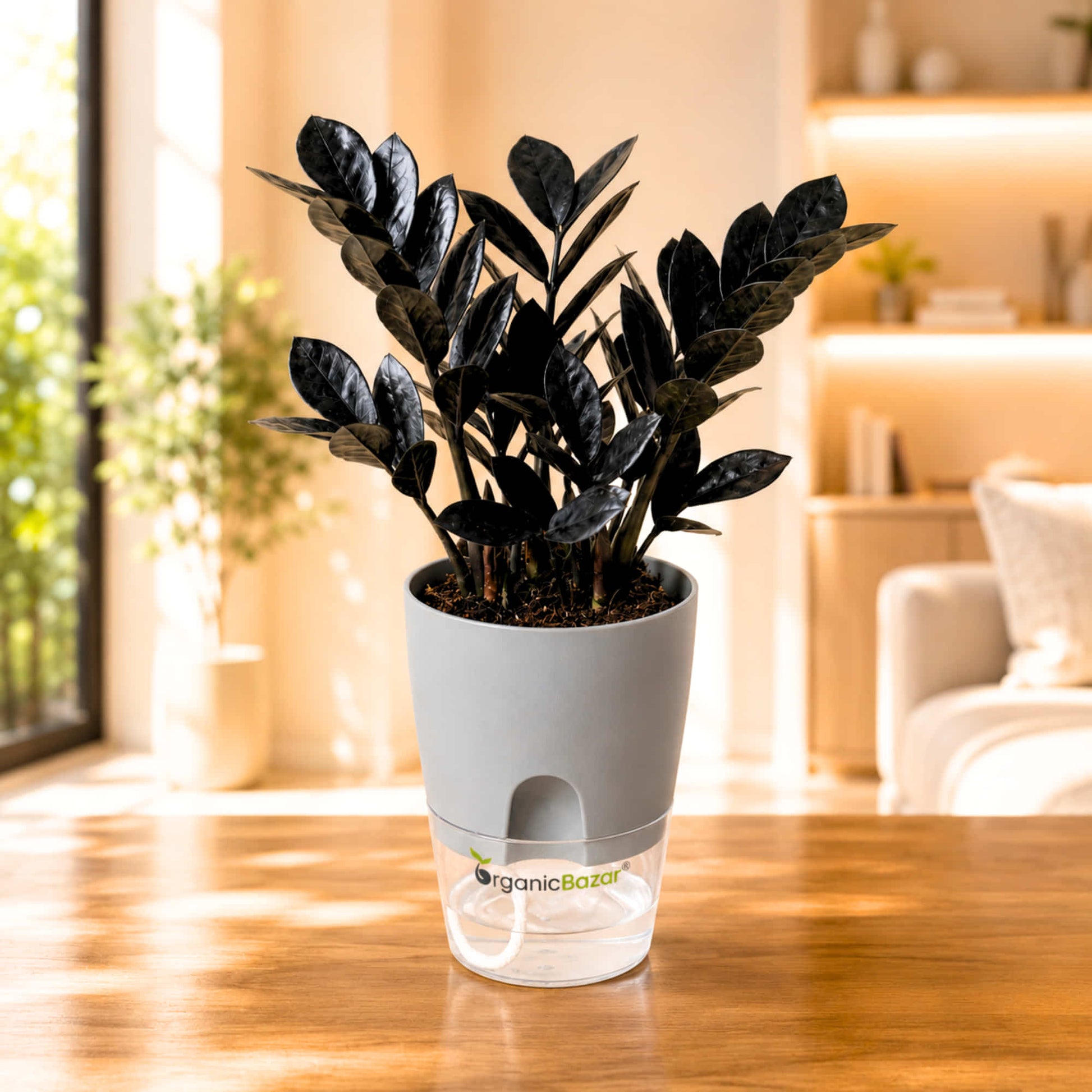black zz plant flower ZZ Plant Black Live Plant Online – OrganicBazar – Organicbazar