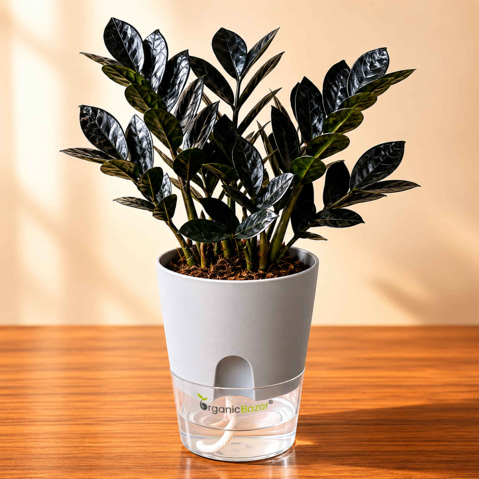 small zz plant in coconut eco pot ZZ Plant Black Live Plant Online – OrganicBazar – Organicbazar