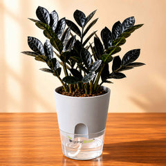 ZZ Plant Black Live Plant | Indoor Air Purifying Ornamental Plant | Ideal for Home & Office