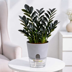 ZZ Plant Black Live Plant | Indoor Air Purifying Ornamental Plant