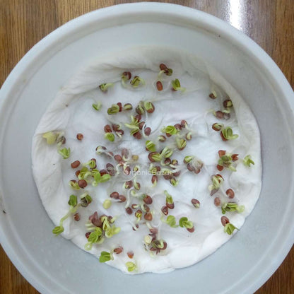 Black Radish Round Seeds - 100 Seeds (kali Mooli/ काली मूली के बीज)