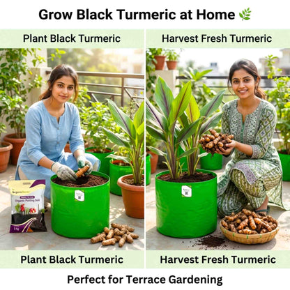 Original Black Turmeric (Kali Haldi ke beej) For Planting (400g)