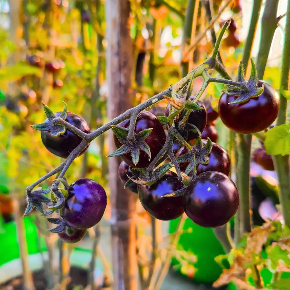 Blue Cherry Tomato Seeds (नीले चेरी टमाटर के बीज)