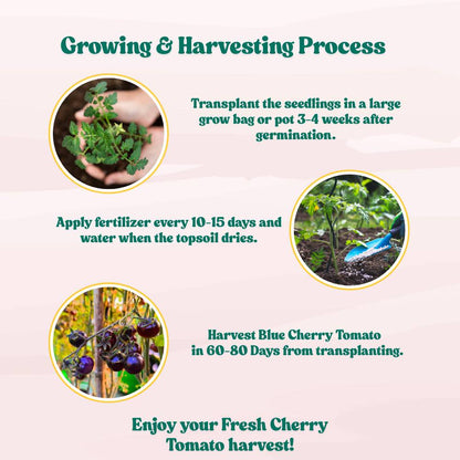 Blue Cherry Tomato Seeds - 30 Seeds (नीले चेरी टमाटर के बीज) High Germination/ Easy to Grow/ Ideal for Terrace/Kitchen Gardening