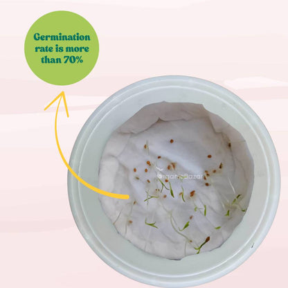 Blue Cherry Tomato Seeds - 30 Seeds (नीले चेरी टमाटर के बीज) High Germination/ Easy to Grow/ Ideal for Terrace/Kitchen Gardening