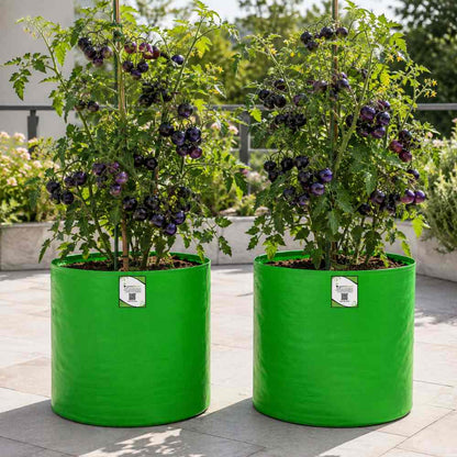 Blue Cherry Tomato Seeds - 30 Seeds (नीले चेरी टमाटर के बीज) High Germination/ Easy to Grow/ Ideal for Terrace/Kitchen Gardening