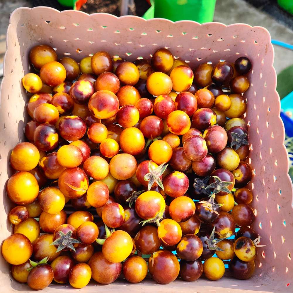 Blue Cherry Tomato Seeds - 30 Seeds (नीले चेरी टमाटर के बीज) High Germination/ Easy to Grow/ Ideal for Terrace/Kitchen Gardening