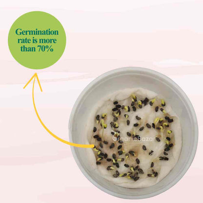 Borage Microgreen Seeds (10g)