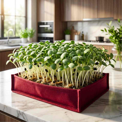 Borage Microgreen Seeds (10g)