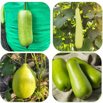 3 Different Varieties Bottle Gourd Seeds Combo Pack