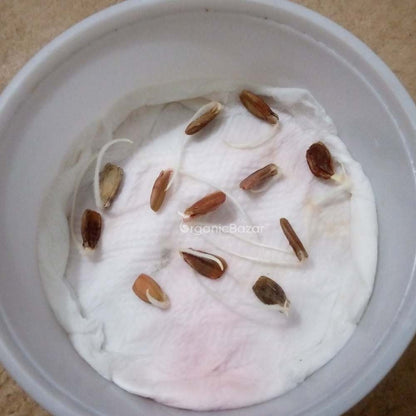 Extra Long Bottle Gourd (Lauki / Ghiya) Seeds (6 फीट लंबी लौकी के बीज)