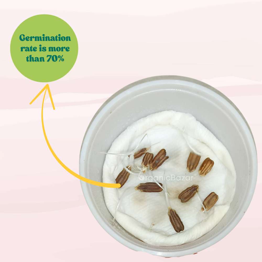 Bottle Gourd Long Dark Green With (Spots) F1 Hybrid Seeds - 12 Seeds (Lambi Lauki/ Ghiya/ लंबी लौकी के बीज) Easy To grow, High Germination, High Yield,  Perfect Seeds for Terrace gardening