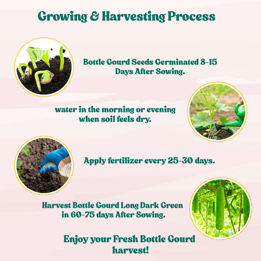 Bottle Gourd Long Dark Green With (Spots) F1 Hybrid Seeds - 12 Seeds (Lambi Lauki/ Ghiya/ लंबी लौकी के बीज) Easy To grow, High Germination, High Yield,  Perfect Seeds for Terrace gardening