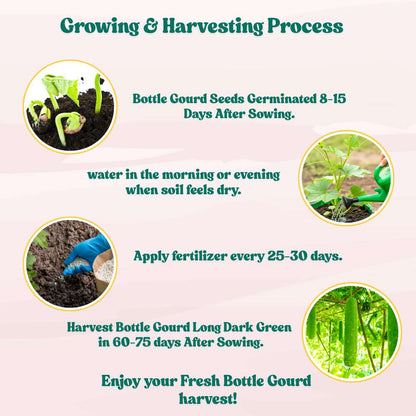 Bottle Gourd Long Dark Green With (Spots) F1 Hybrid Seeds - 12 Seeds (Lambi Lauki/ Ghiya/ लंबी लौकी के बीज) Easy To grow, High Germination, High Yield,  Perfect Seeds for Terrace gardening