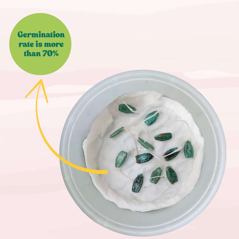 Bottle Gourd (Lauki / Ghiya) Long Seeds - 12 Seeds (लौकी के बीज) Easy To grow, High Germination, High Yield,  Perfect Seeds for Terrace gardening