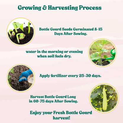 Bottle Gourd (Lauki / Ghiya) Long Seeds - 12 Seeds (लौकी के बीज) Easy To grow, High Germination, High Yield,  Perfect Seeds for Terrace gardening