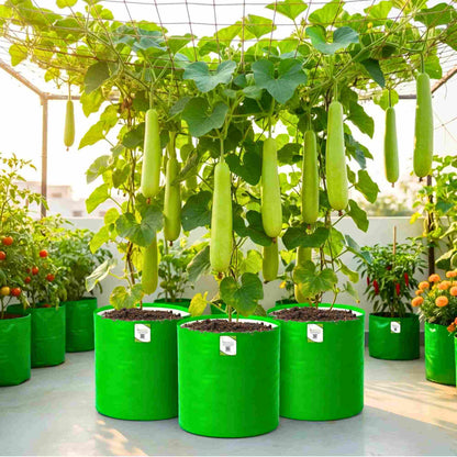 Bottle Gourd (Lauki / Ghiya) Long Seeds - 12 Seeds (लौकी के बीज) Easy To grow, High Germination, High Yield,  Perfect Seeds for Terrace gardening