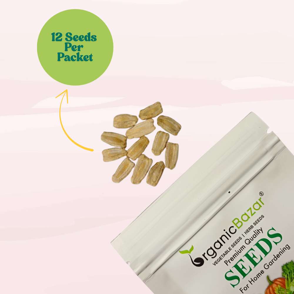 Bottle Gourd Medium Long Seeds - 12 Seeds (Lauki/ Ghiya/ लौकी के बीज) Easy To grow, High Germination, High Yield, Perfect Seeds for Terrace gardening