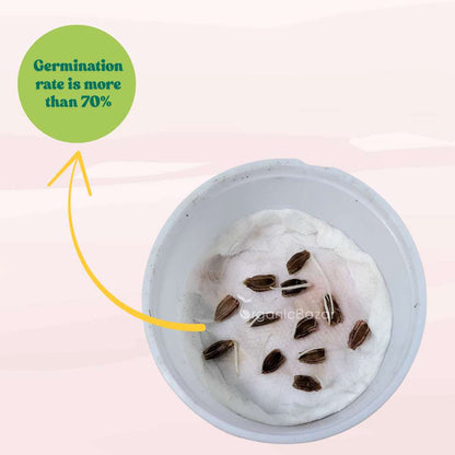 Bottle Gourd Medium Long Seeds - 12 Seeds (Lauki/ Ghiya/ लौकी के बीज) Easy To grow, High Germination, High Yield, Perfect Seeds for Terrace gardening