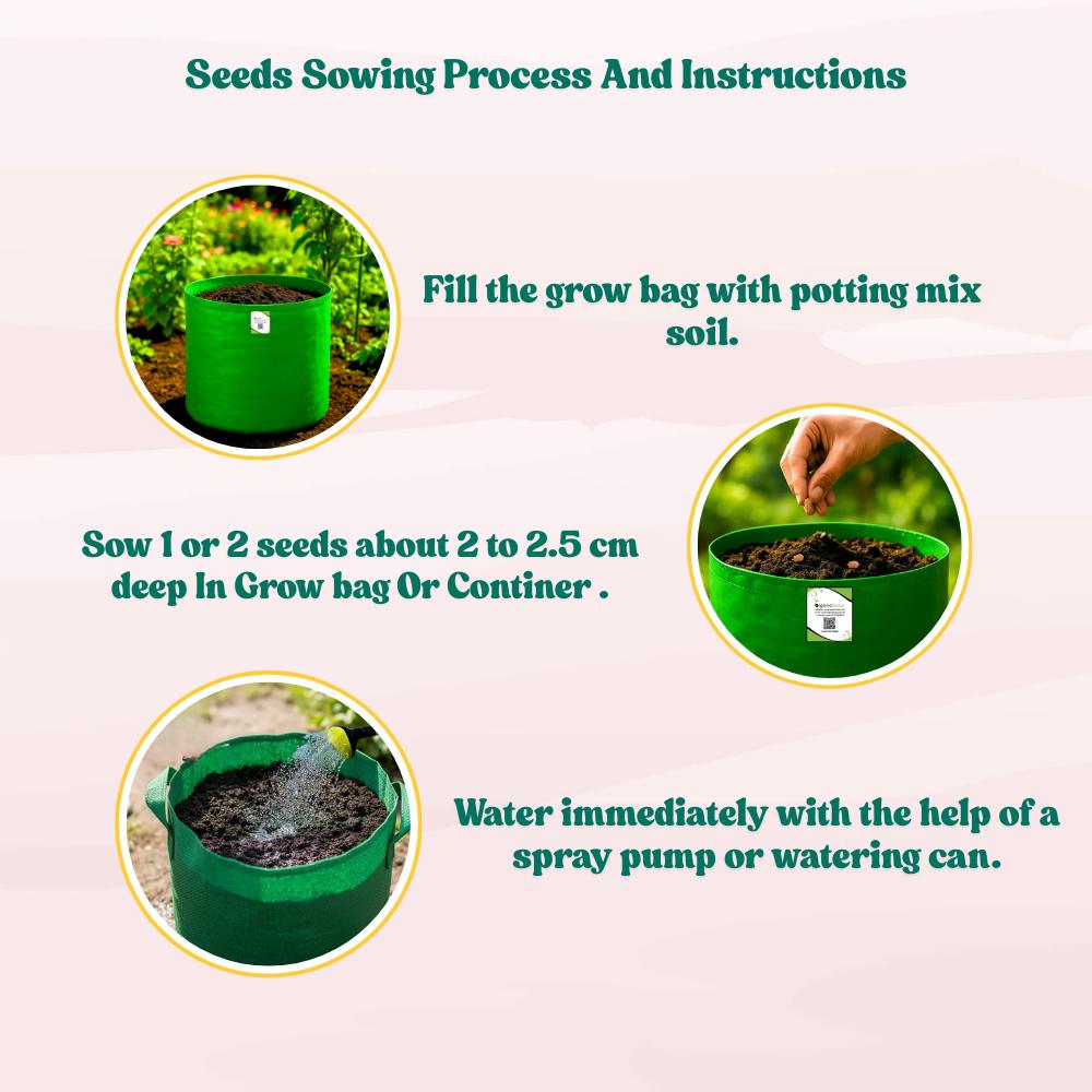 Bottle Gourd (Lauki / Ghiya) Oval Round Seeds - 12 Seeds (गोल लौकी के बीज) Easy To grow, High Germination, High Yield,  Perfect Seeds for Terrace gardening