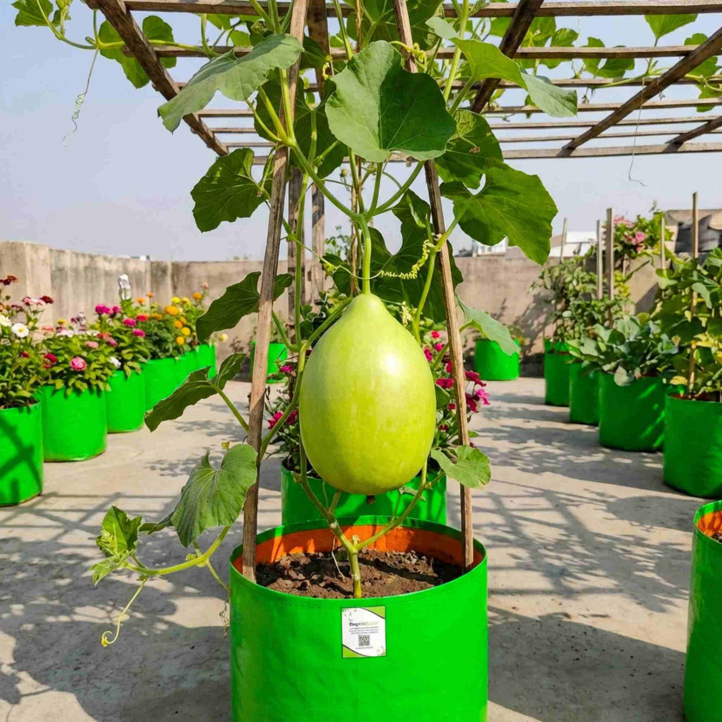 Bottle Gourd (Lauki / Ghiya) Oval Round Seeds - 12 Seeds (गोल लौकी के बीज) Easy To grow, High Germination, High Yield,  Perfect Seeds for Terrace gardening