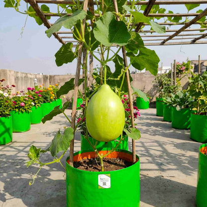 Bottle Gourd (Lauki / Ghiya) Oval Round Seeds - 12 Seeds (गोल लौकी के बीज) Easy To grow, High Germination, High Yield,  Perfect Seeds for Terrace gardening