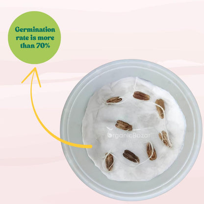 Bottle Gourd Round Dark Green With (Spots) F1 Hybrid Seeds - 08 Seeds (Gol Lauki/ Ghiya/ गोल लौकी के बीज) Easy To grow, High Germination, High Yield,  Perfect Seeds for Terrace gardening