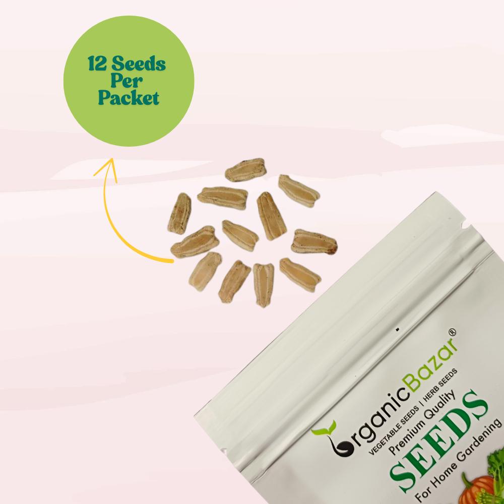 Bottle Gourd Round Seeds - 12 Seeds (गोल लौकी के बीज) Easy To grow, High Germination, High Yield,  Perfect Seeds for Terrace gardening