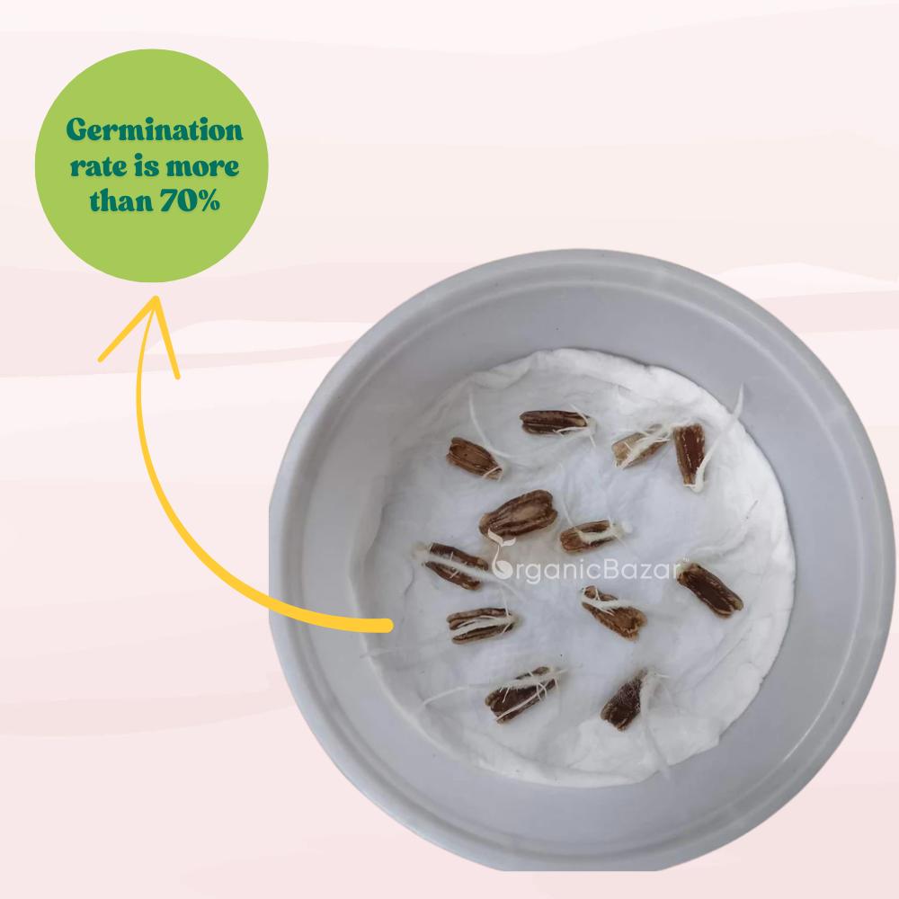 Bottle Gourd Round Seeds - 12 Seeds (गोल लौकी के बीज) Easy To grow, High Germination, High Yield,  Perfect Seeds for Terrace gardening