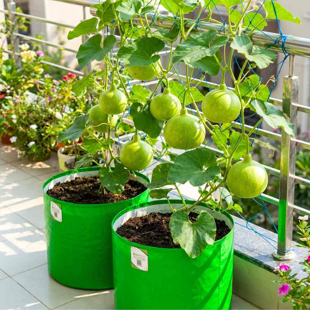 Bottle Gourd Round Seeds - 12 Seeds (गोल लौकी के बीज) Easy To grow, High Germination, High Yield,  Perfect Seeds for Terrace gardening