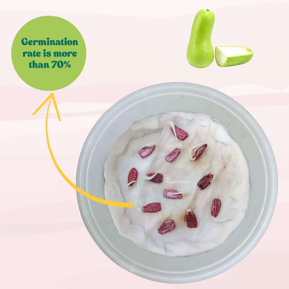 Bottle Gourd (Short And Thick) Seeds - 12 Seeds (Lauki/ Ghiya/ लौकी के बीज) Easy To grow, High Germination, High Yield,  Perfect Seeds for Terrace gardening