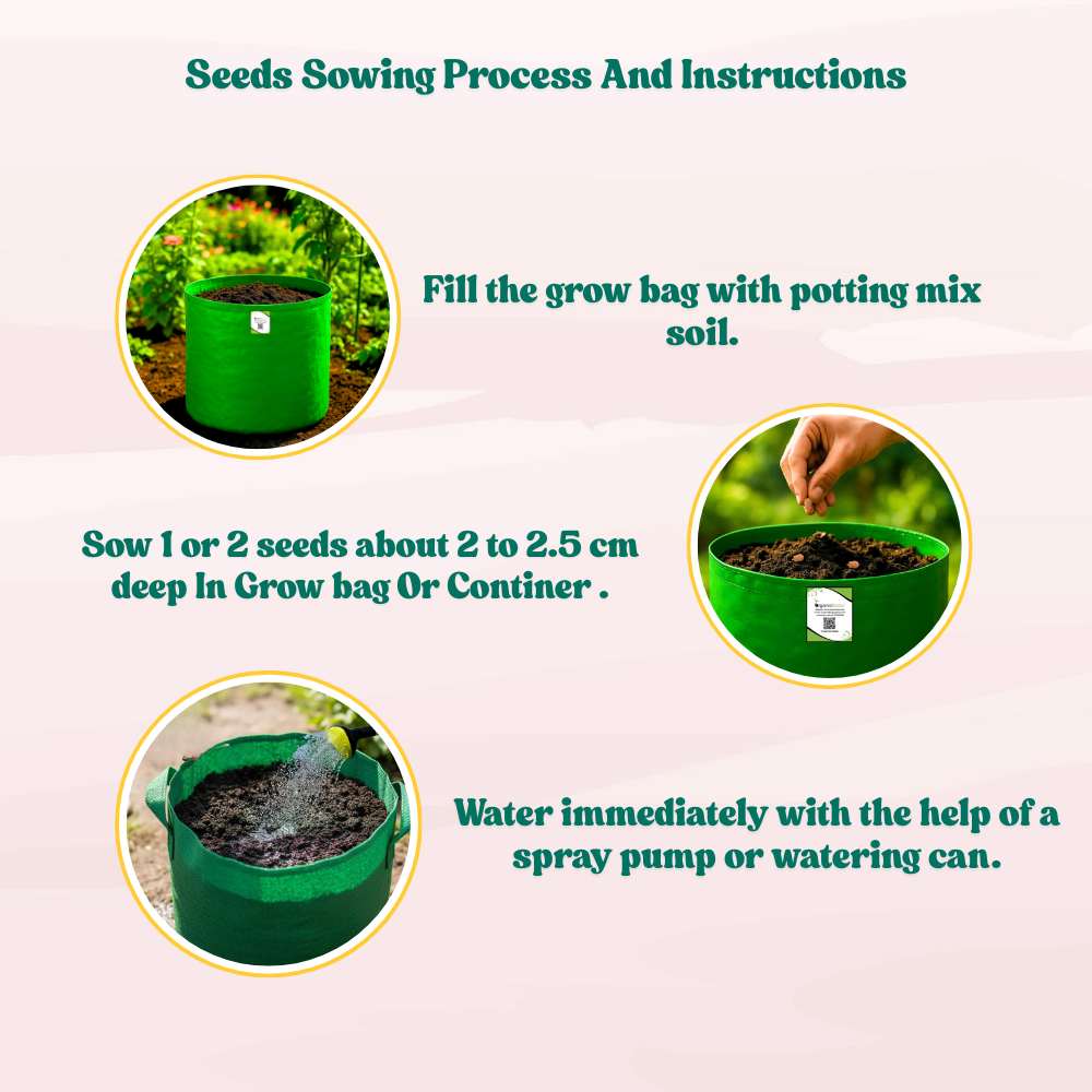 Bottle Gourd (Short And Thick) Seeds - 12 Seeds (Lauki/ Ghiya/ लौकी के बीज) Easy To grow, High Germination, High Yield,  Perfect Seeds for Terrace gardening