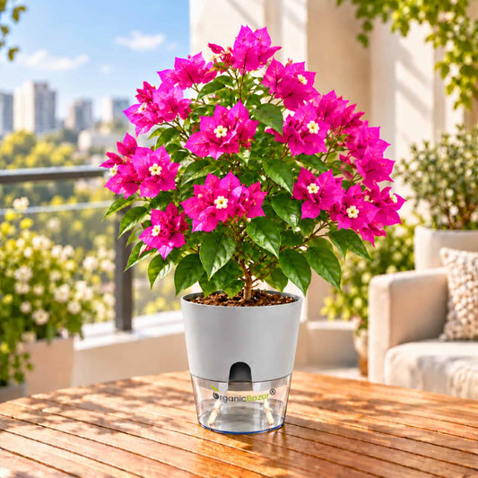 Bougainvillea Paper Flower Live Plant (Pink)
