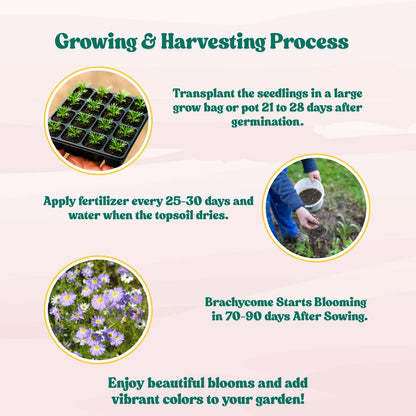 Brachycome Mix Flower Seeds (200 Seeds) High germination/Easy To grow/ Perfect for pots, balconies, or Terrace gardens