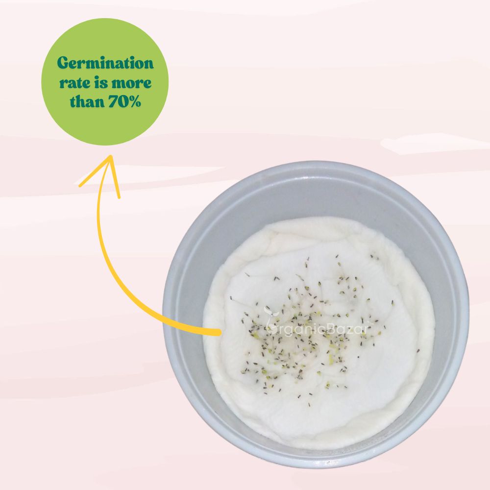 Brachycome Mix Flower Seeds (200 Seeds) High germination/Easy To grow/ Perfect for pots, balconies, or Terrace gardens