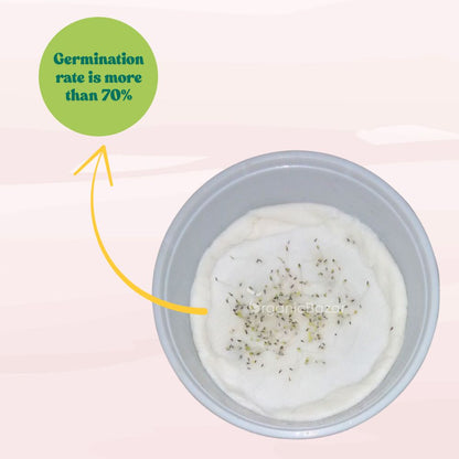 Brachycome Mix Flower Seeds (200 Seeds) High germination/Easy To grow/ Perfect for pots, balconies, or Terrace gardens