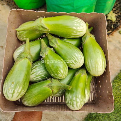 Brinjal Green Seeds - (50 Seeds) High Germination/ High Yield / Ideal for Terrace/Kitchen Gardening (Hara Baingan/eggplant/हरा बैंगन के बीज)