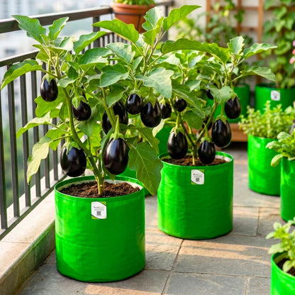 Black Beauty Brinjal Seeds - 50 Seeds (Black beauty Baingan/Eggplant/बैंगन के बीज) High Germination/ High Yield / Ideal for Terrace/Kitchen Gardening