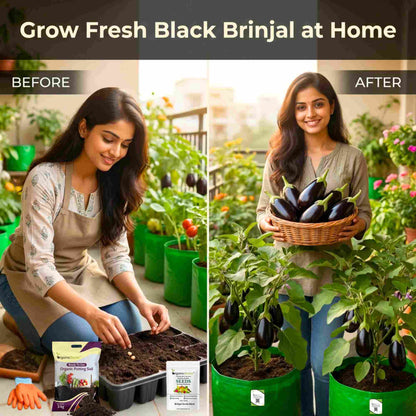 Brinjal Seeds Black - 50 Seeds) High Germination/ High Yield / Ideal for Terrace/Kitchen Gardening (Black Baingan/eggplant/ब्लैक बैंगन के बीज)