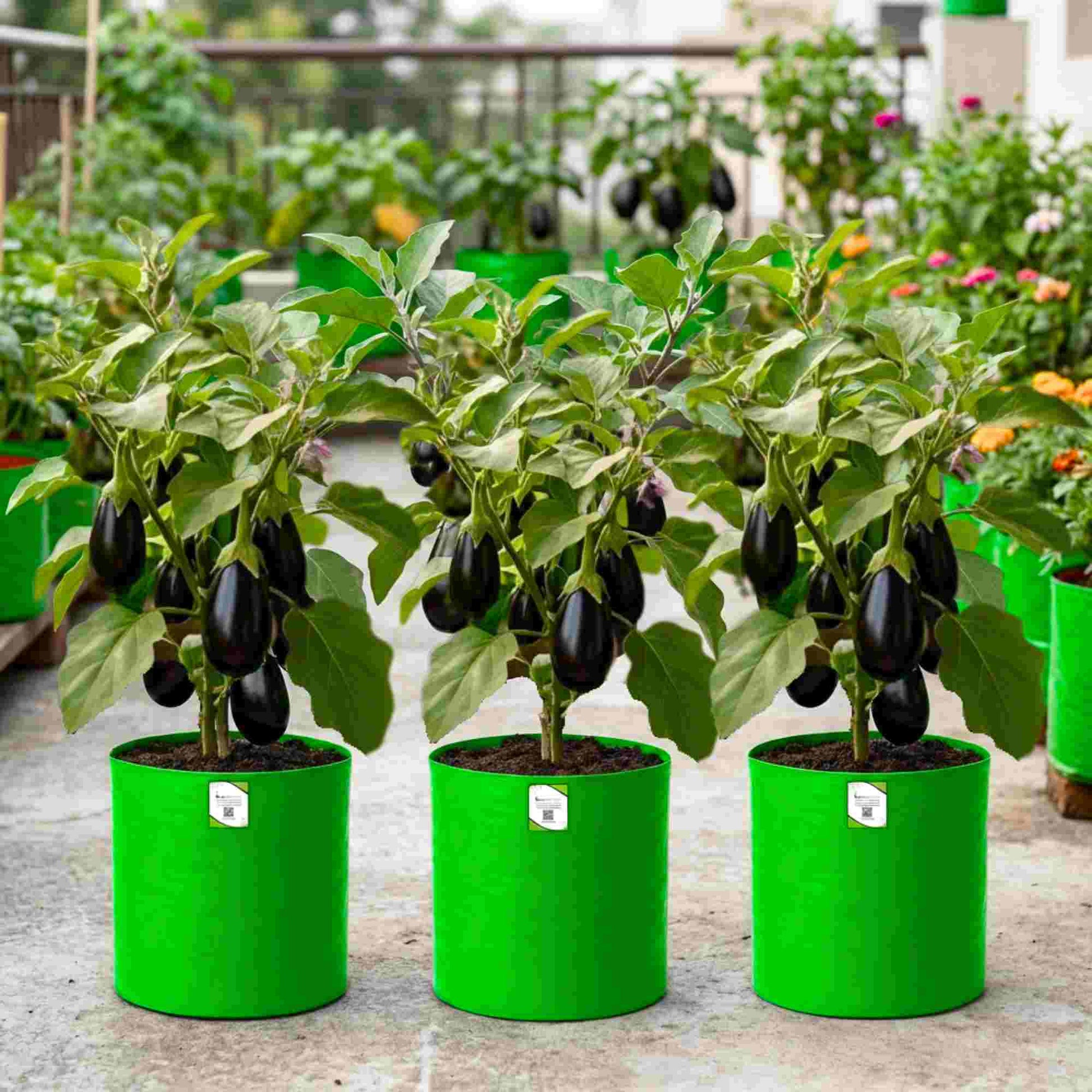 brinjal plants in pots Buy Brinjal Seeds Black Online