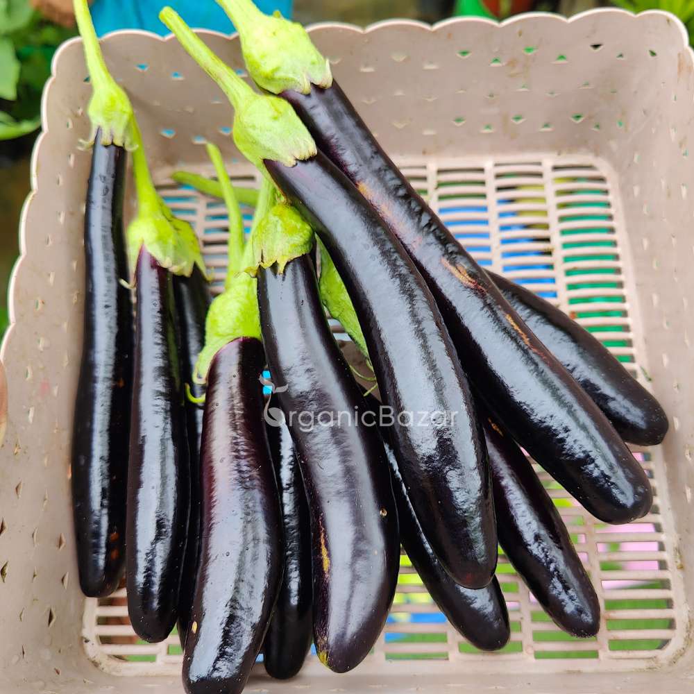 Brinjal Black Thin Long F1 Hybrid Seeds - (50 Seeds) High Germination/ High Yield / Ideal for Terrace/Kitchen Gardening  (Baingan/eggplant/ बैंगन के बीज)