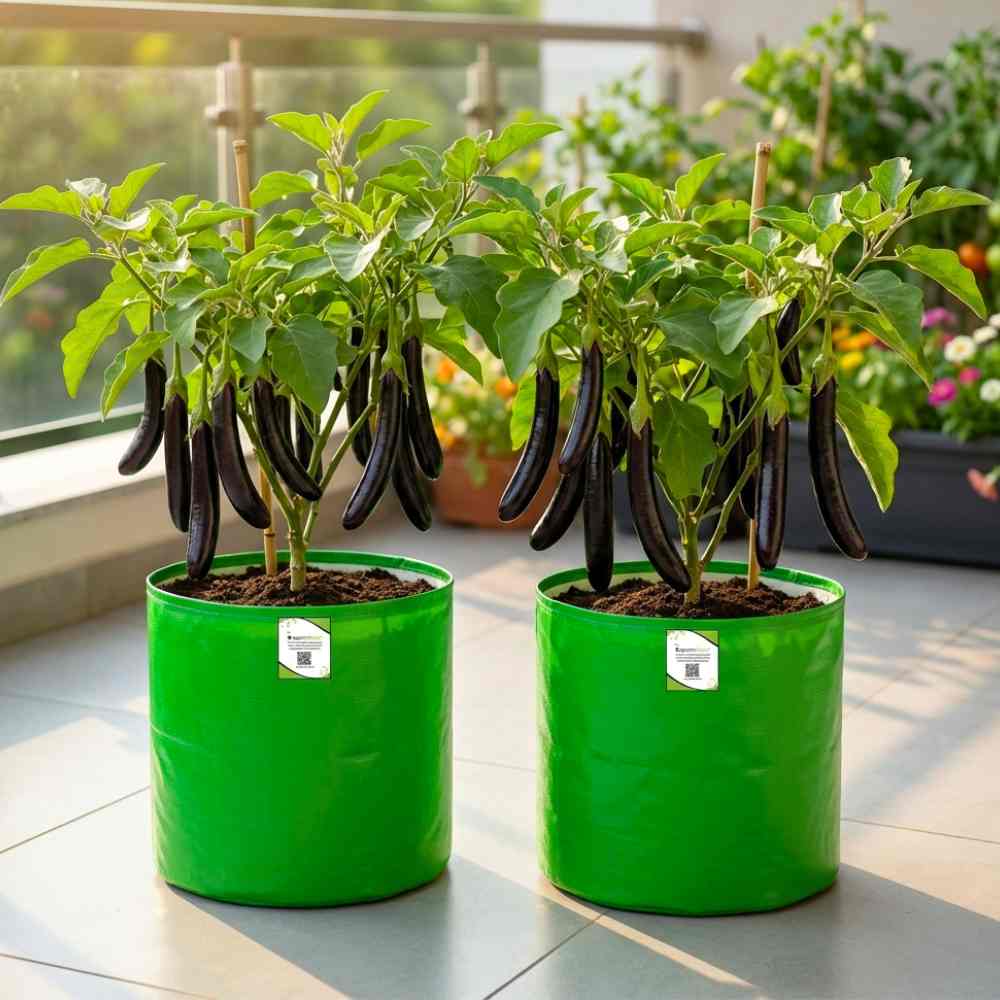 Brinjal Black Thin Long Seeds - (50 Seeds) High Germination/ High Yield / Ideal for Terrace/Kitchen Gardening  (Baingan/eggplant/ बैंगन के बीज)